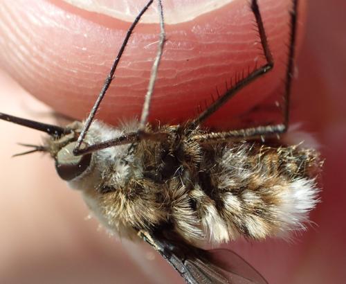 Réf. 308 340 : Bombylius cruciatus